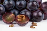 Grape Seed Extract